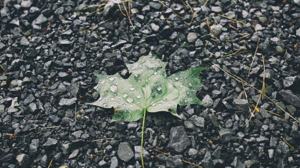 Leaf Drops Stones Wallpaper