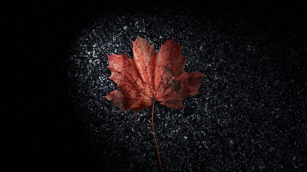 Leaf Dry Brown Wallpaper