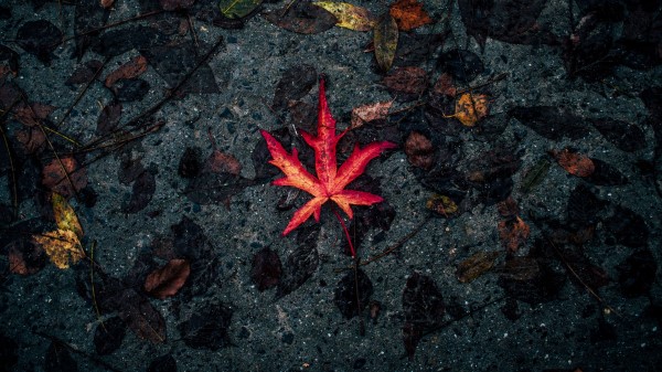 Leaf Fallen Autumn Dry Wallpaper