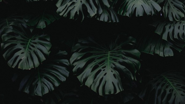 Leaf Green Dark Plant Wallpaper