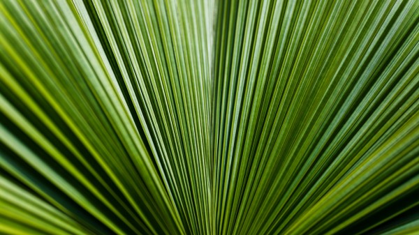 Leaf Green Stripes Wallpaper