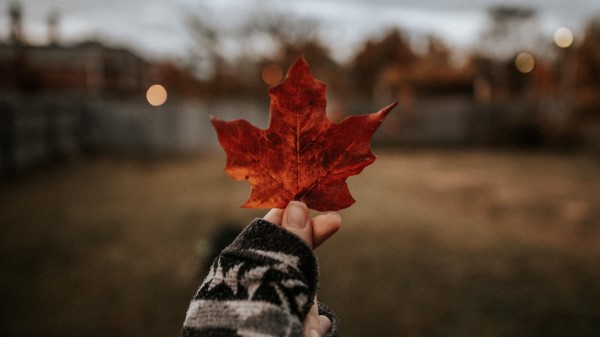 Leaf Hand Dry Wallpaper