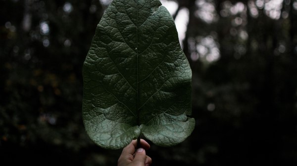 Leaf Hand Plant Wallpaper