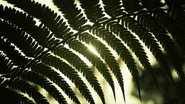 Leaf Light Shadow Wallpaper