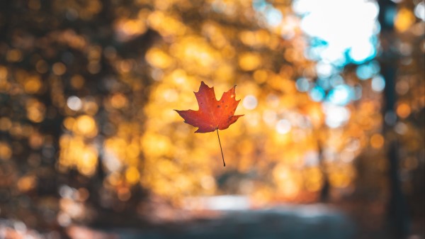 Leaf Maple Autumn Picture Wallpaper