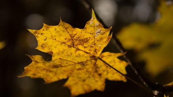 Leaf Maple Autumn Wallpaper