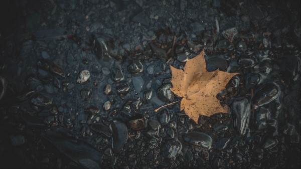 Leaf Maple Stones Wallpaper