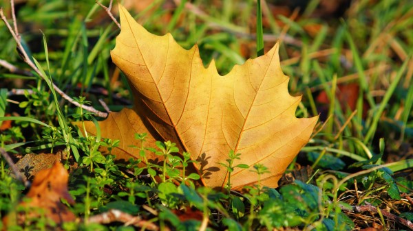Leaf Maple Tree Grass Wallpaper
