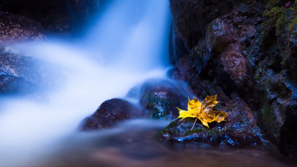 Leaf Maple Water Wallpaper
