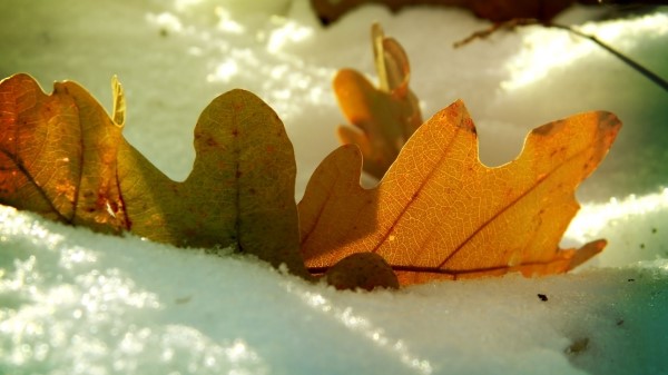 Leaf Oak Autumn Snow Winte Wallpaper