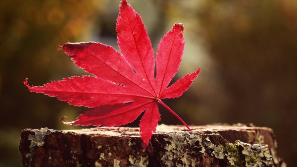 Leaf Red Wallpaper