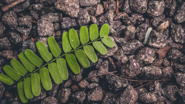 Leaf Stone Surface Wallpaper