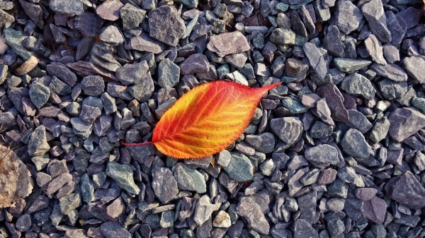 Leaf Stones Autumn Wallpaper