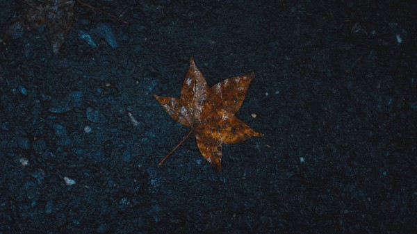 Leaf Wet Maple Wallpaper