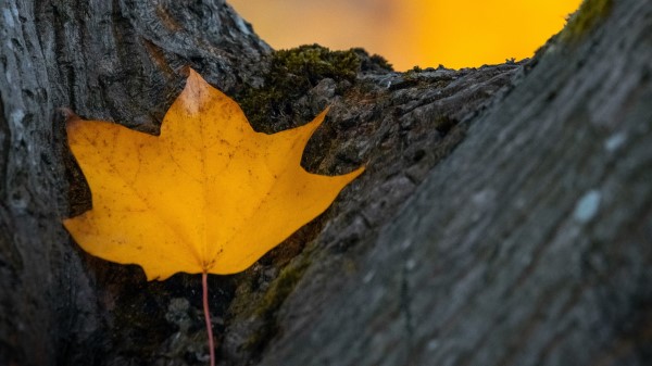 Leaf Yellow Dry Wallpaper