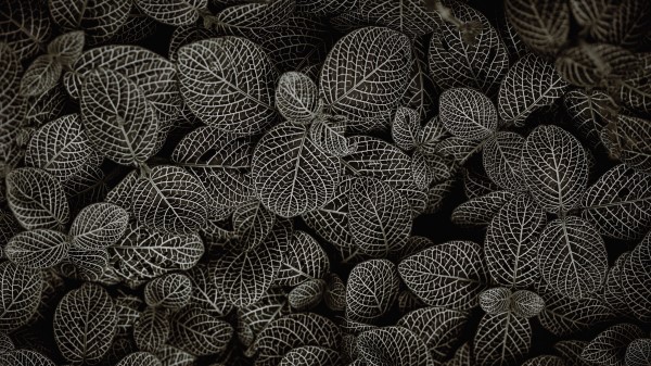 Leaves Aerial View Green Wallpaper
