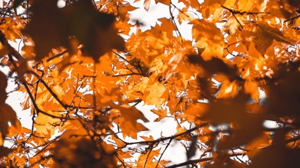 Leaves Autumn Branches Image Wallpaper