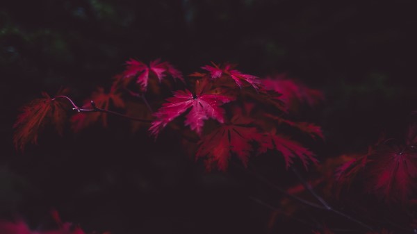 Leaves Autumn Branches Wallpaper