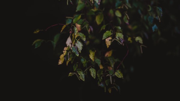Leaves Autumn Dark Wallpaper