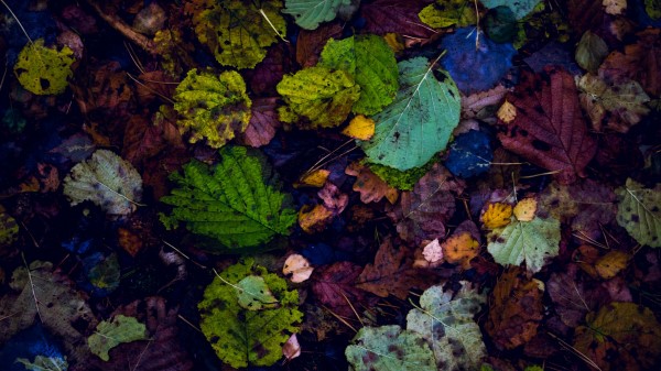 Leaves Autumn Dry Fallen Wallpaper