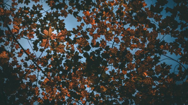 Leaves Autumn Dry Sky Wallpaper