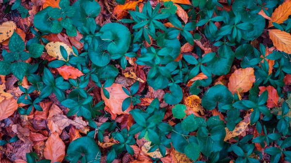 Leaves Autumn Fallen Forms wallpaper
