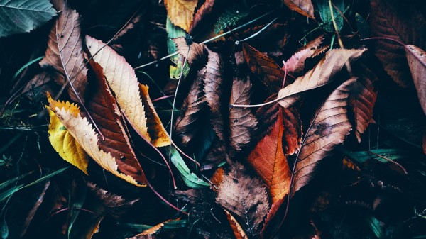 Leaves Autumn Fallen Image Wallpaper