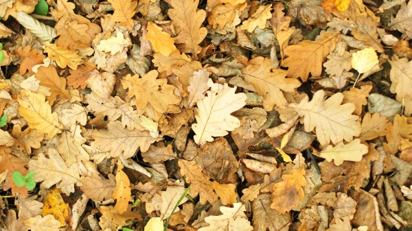 Leaves Autumn Fallen Oak Wallpaper