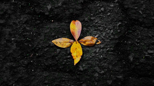 Leaves Autumn Fallen Wallpaper