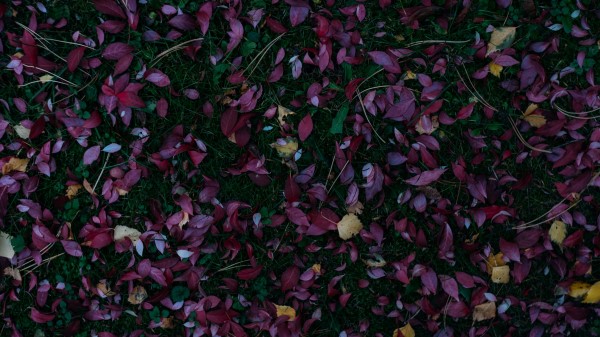 Leaves Autumn Grass wallpaper