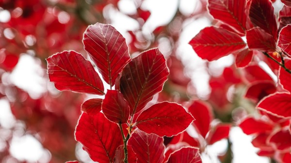 Leaves Branch Autumn Image Wallpaper