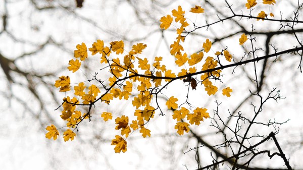 Leaves Branch Autumn Wallpaper