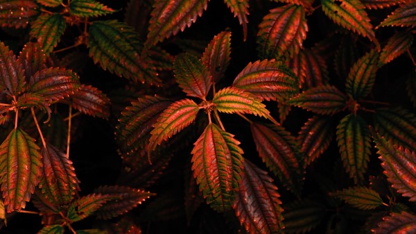 Leaves Branch Carved Wallpaper