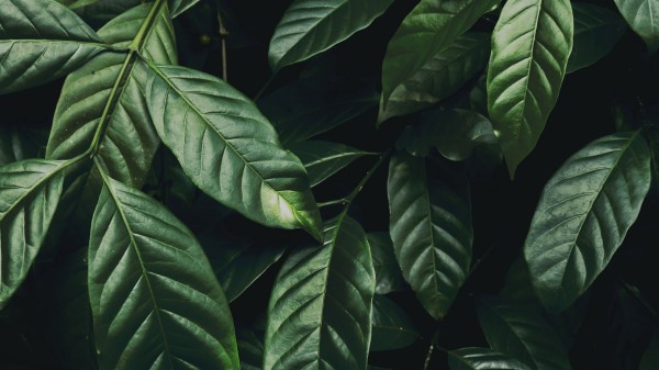 Leaves Branch Dark Green Wallpaper