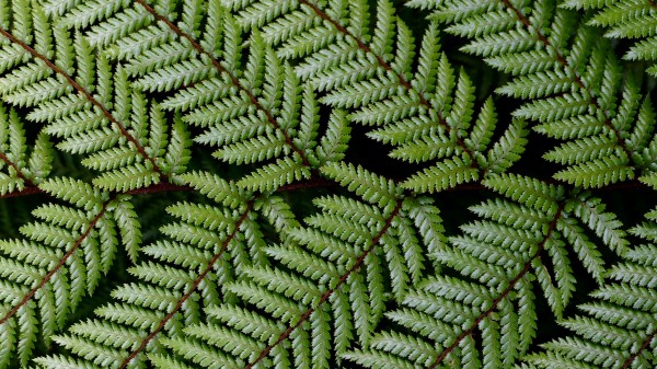 Leaves Branch Fern Wallpaper