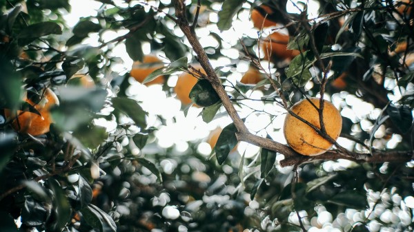 Leaves Branch Fruit Wallpaper