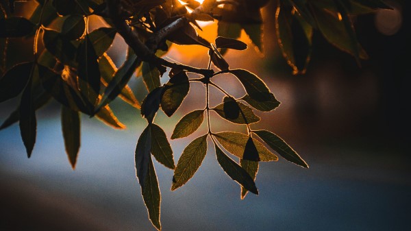 Leaves Branch Sun Wallpaper