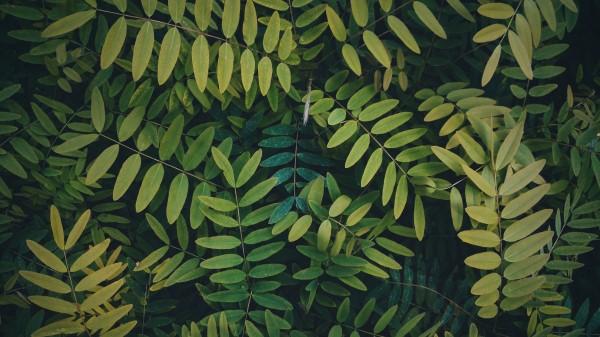 Leaves Branches Bush Wallpaper