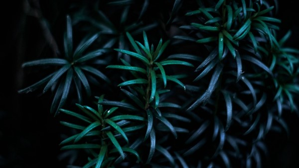 Leaves Branches Dark Plant Wallpaper