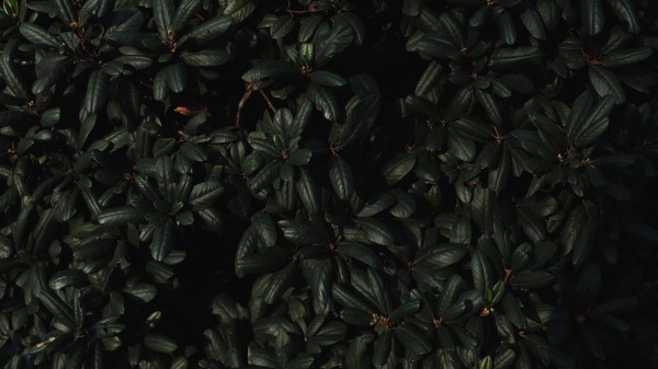 Leaves Branches Dark Wallpaper