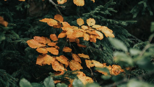 Leaves Branches Needles Wallpaper