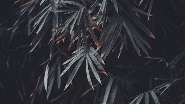 Leaves Branches Plant Wallpaper