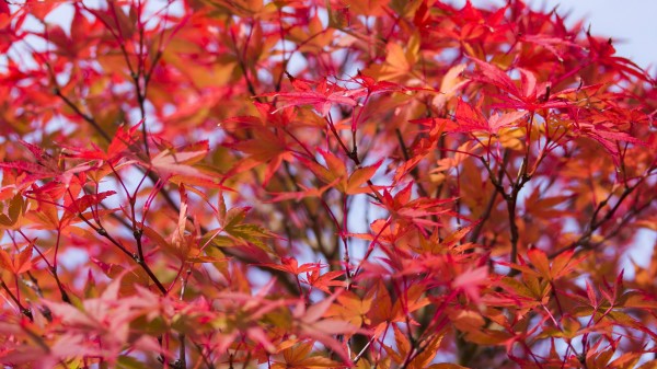 Leaves Branches Tree Wallpaper