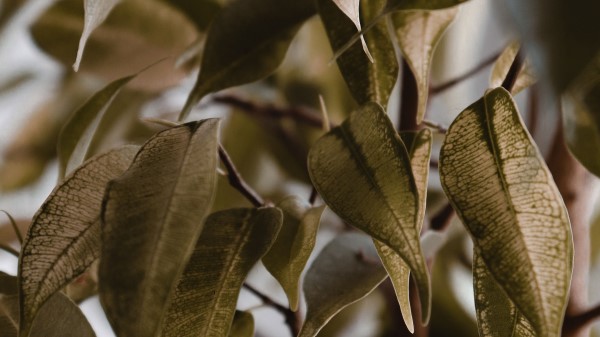 Leaves Branches Veins Wallpaper