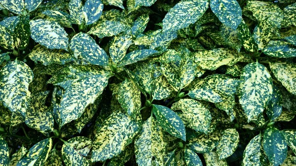 Leaves Bush Green Wallpaper