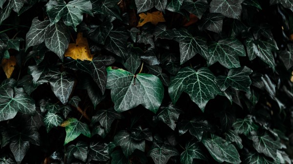 Leaves Bush Plant Wallpaper