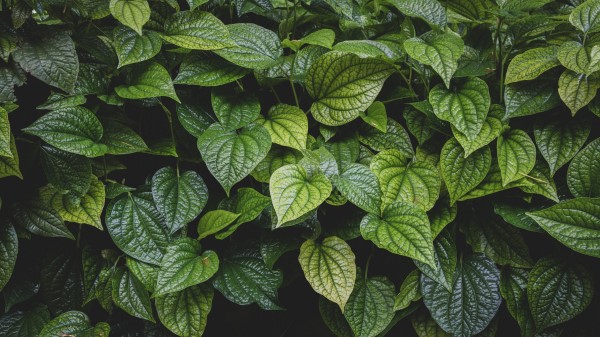 Leaves Bush Veins Wallpaper