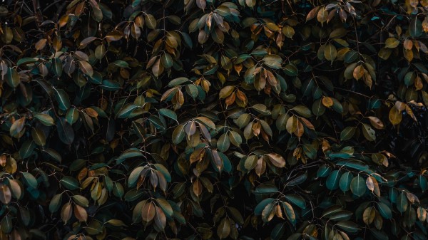 Leaves Bushes Plant Wallpaper