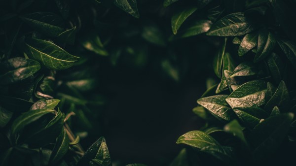 Leaves Dark Plant Wallpaper