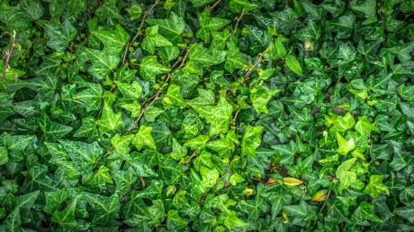 Leaves Drops Green Wallpaper